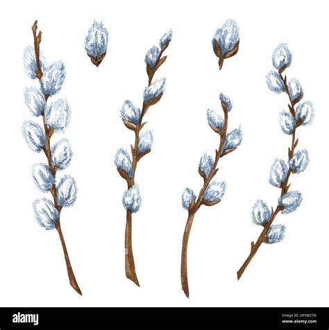 Watercolor Set Of Pussy Willow Branches Spring Twigs Easter Decorations Hand Drawn Elements