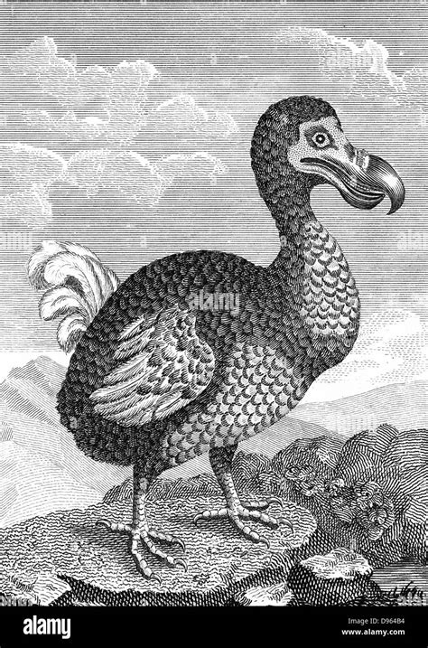 Extinct Dodo Bird Stock Photos & Extinct Dodo Bird Stock Images - Alamy