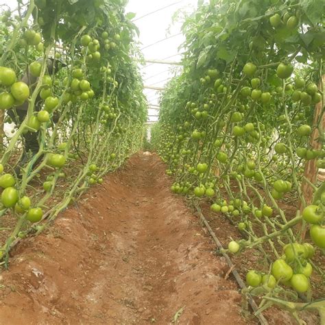 Tomato Farming: Everything you need to know!