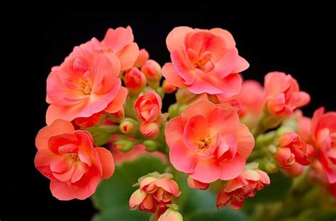 Premium AI Image | Kalanchoe Blossfeldiana