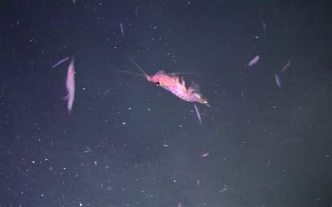 La Pesca Del Krill Le Nuove Farine Alimentari Il Boom Dell