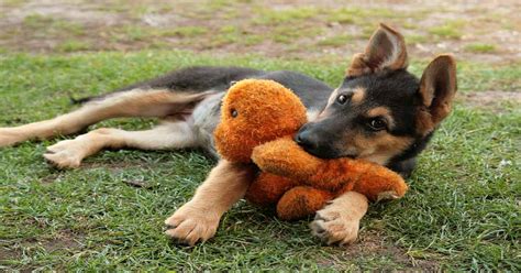 9 Indestructible Dog Toys for German Shepherds