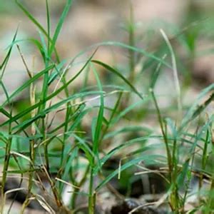 Health Benefits Of Bermuda Grass Healthreee