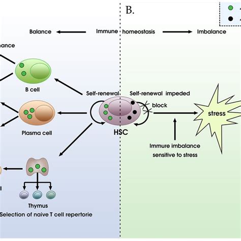 Pdf Autophagy Autophagy Associated Adaptive Immune Responses And Its