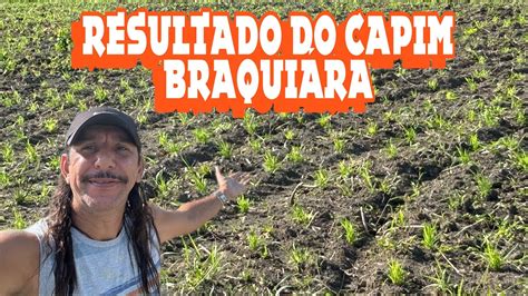 Olha O Resultado Do Nosso Capim Braqui Ria Decumbens Dicas Youtube