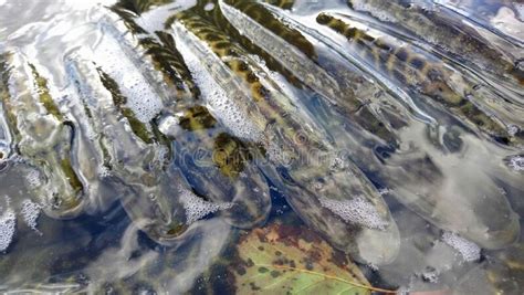 Esox Lucius Northern Pike in Tank Ready To Stock To Freshwater Reservoir Stock Photo - Image of ...