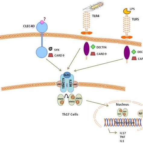 Possible functional interactions between innate immune receptors and AS ...