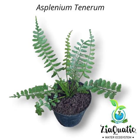 Jual Asplenium Tenerum Tanaman Paludarium Terrarium Paku Pakuan Pakis