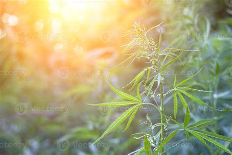 hemp bushes in the open air. Illegal cultivation of narcotic drugs