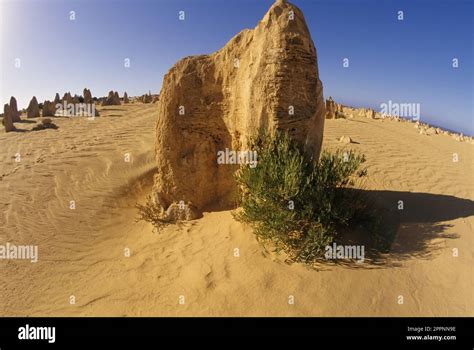 The Pinnacles Are Limestone Formations Within Nambung National Park