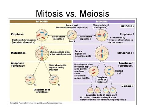 Meiosis Sexual Life Cycles Chapter 13 Cell Reproduction