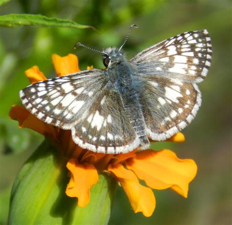 Common Checkered Skipper Pyrgus Communis Veteran S Memori Flickr