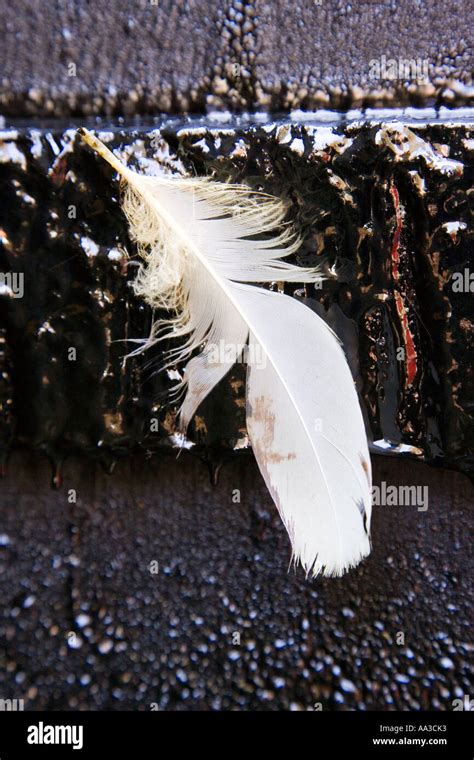 Tar And Feather High Resolution Stock Photography and Images - Alamy