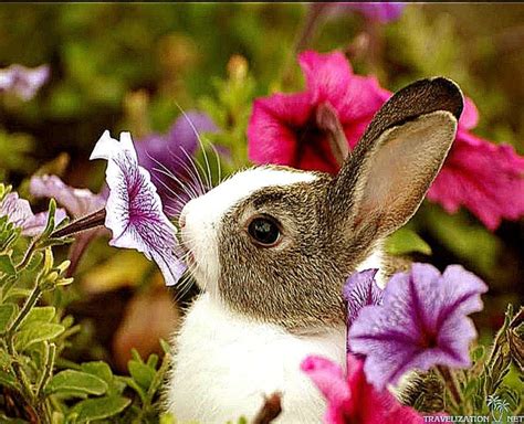 Cute Rabbit Flower Wallpaper Hd All Hd Wallpapers