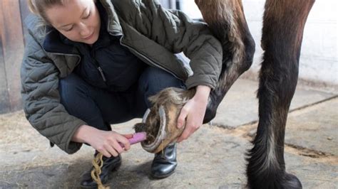 5 consejos básicos para poner herraduras a tu caballo