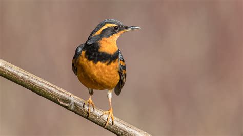 Gallery - Woodland Birds — Eastside Audubon Society