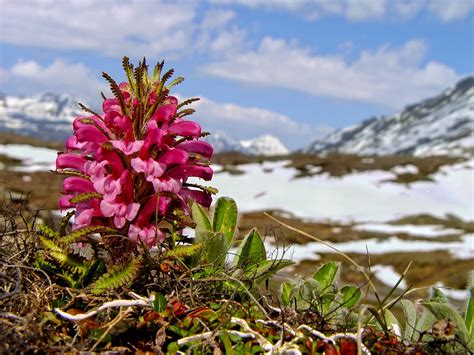 Wooly Lousewort - Pedicularis kanei - Weekly Challenge - Nature ...