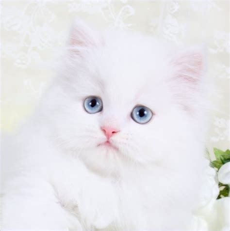 White Persian Kittens | White Persian Cats | Pure White CatsUltra Rare ...