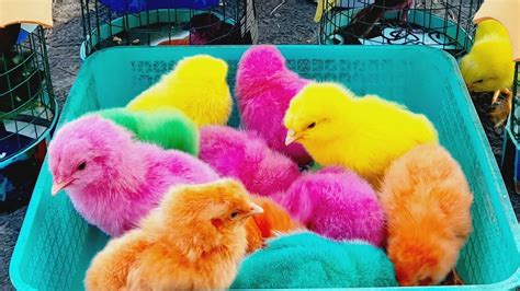 Menangkap Ayam Lucu Ayam Warna Warni Ayam Rainbow Anak Itik Telur