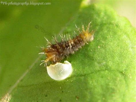 Lime Butterfly Caterpillar | Nature, Cultural, and Travel Photography Blog