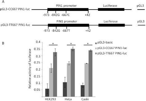 Luciferase reporter gene constructs for PIN1 promoter, and luciferase ... 