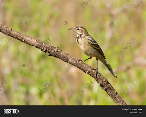 Western Yellow Wagtail Image Photo Free Trial Bigstock