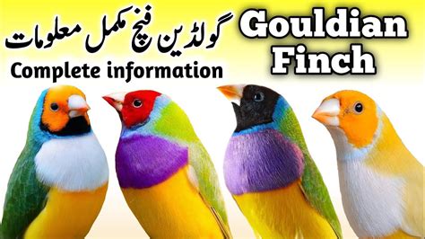 Lady Gouldian Finch Breeding Tips | Gouldian Finch Nest Box Cage & Seed