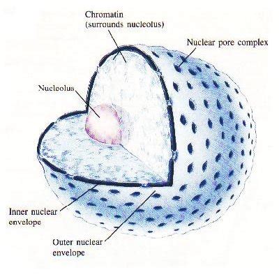 Difference between Nucleus and Nucleoid