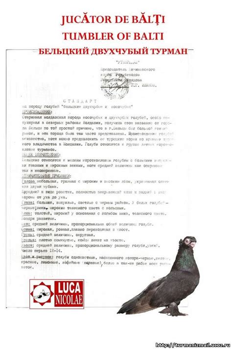 Измаильские турманы - голуби юга Украины. - Бельцкие двухчубые и носочубые