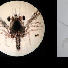 Water Quality Parameters That Suggested For Mud Crab Culture Operation