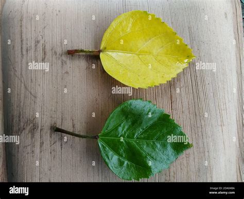 Yellow And Green Hibiscus Leaves In A Wooden Background Scientific