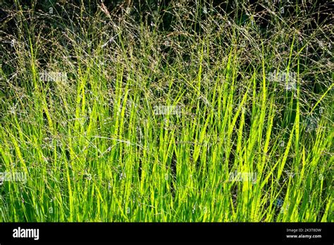 Panicum virgatum, switchgrass, Panicum, Mehrjährig, Gras, Garten ...