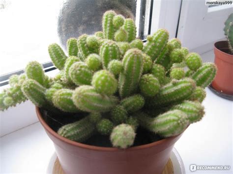 Кактусы - «"Цветучий- колючий" + фото» | отзывы