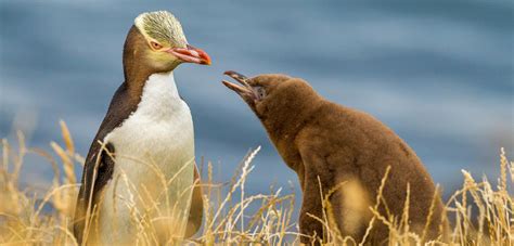 What’s Killing Baby Yellow-Eyed Penguins? | Hakai Magazine