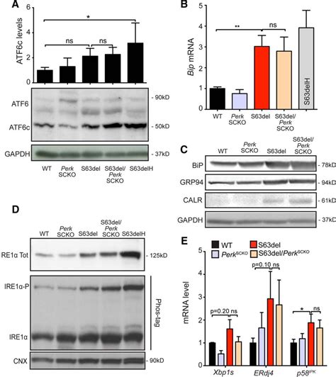 Ablation Of Perk In Schwann Cells Improves Myelination In The S63del