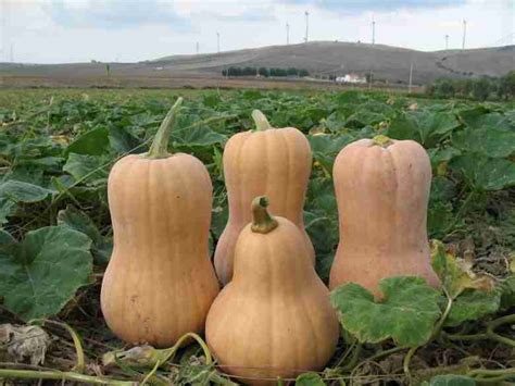 La coltivazione della zucca nell orto e le varietà più originali