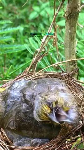 Burung Kehujanan Demi Anaknya Birds Nature Alam Birdnest YouTube