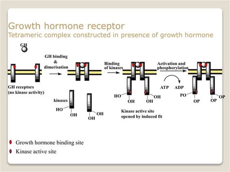 Receptors Types And Details PPT