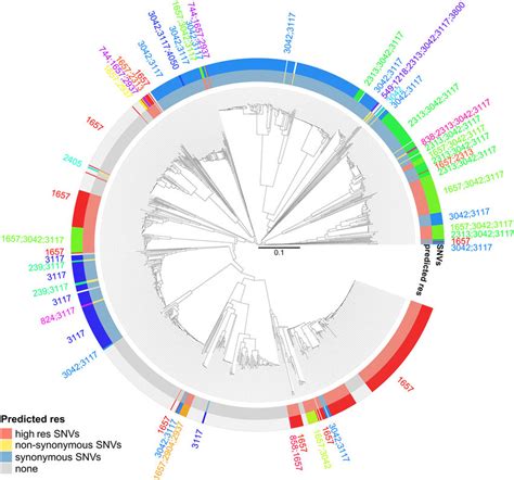 Correlation Between Population Structure And Rpob Single Nucleotide