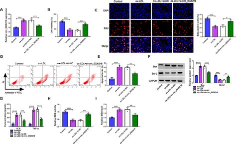 Knockdown Of Circ0026218 Ameliorated Ox Ldl Induced Dysfunction In