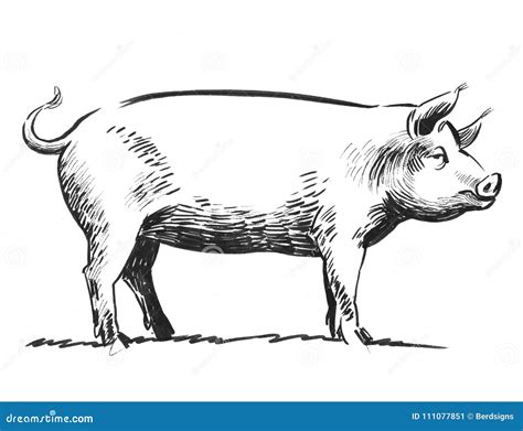 Pig sketch stock illustration. Illustration of swain - 111077851