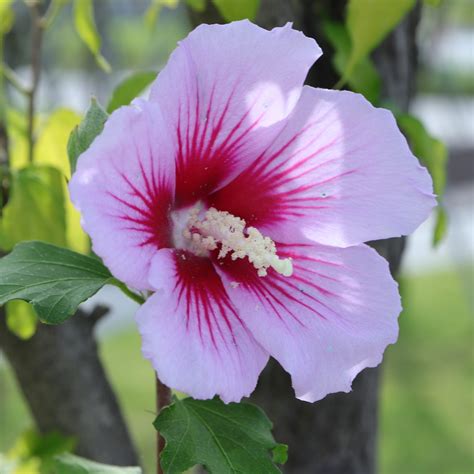 Rose Of Sharon Free Photo On Pixabay