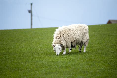 Sheep with a woolly fleece-7103 | Stockarch Free Stock Photos