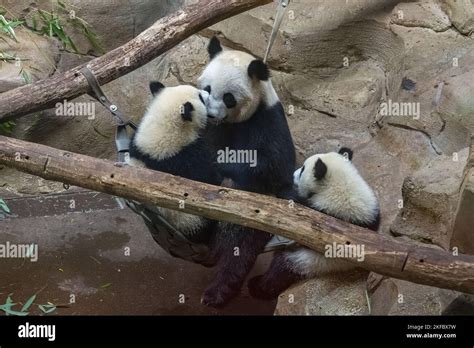 Giant pandas, bear pandas, baby panda and her mom hugging each other ...