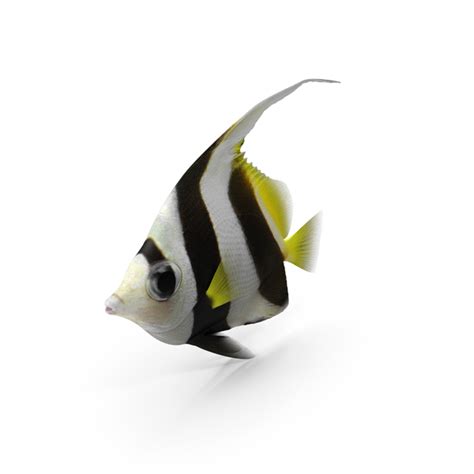 Bannerfish PNG Images & PSDs for Download | PixelSquid - S112488134