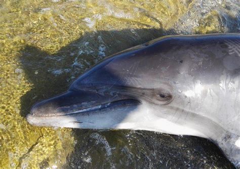 Delfino Spiaggiato Si Indaga Sulle Cause Della Morte Tuttogolfo