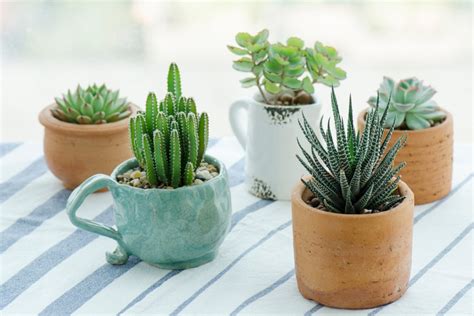 Five Reliable Places to Buy Succulents Online | HappySprout