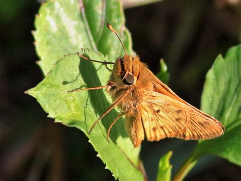 Fiery Skipper 20200218 Images From Morning Walk In The Wes Flickr