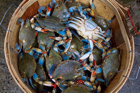 Catching the Blues: When is Blue Crab Season in Florida? | Fishing Looker