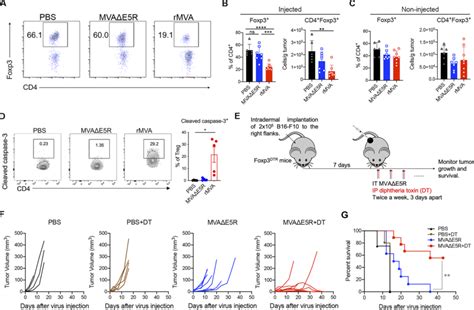 It Rmva Depletes Ox Hi Tregs In The Injected Tumors To Promote